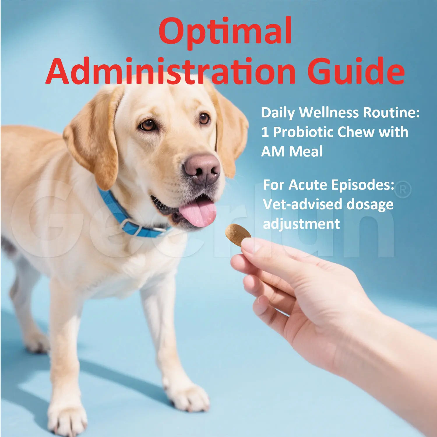 Custom Dog Immune Support Treats